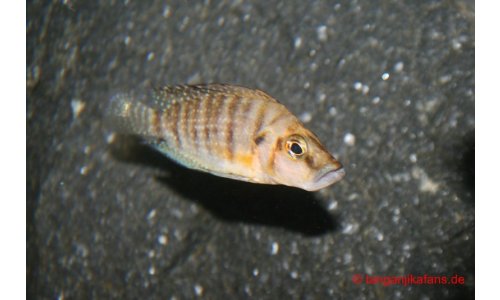 Altolamprologus compressiceps Goldkopf
